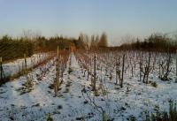 vigne-01-09-2.jpg